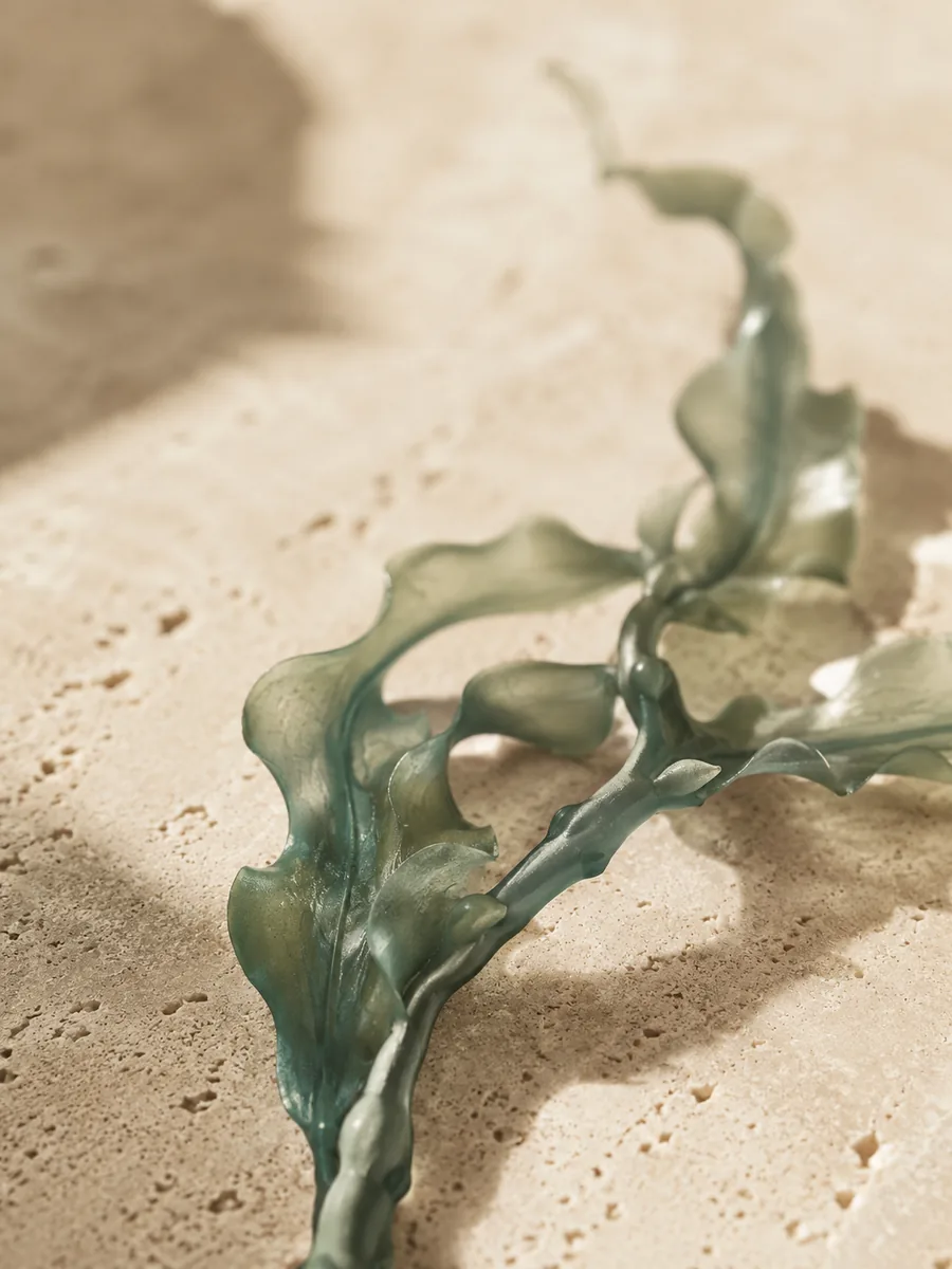 Sea kelp frond